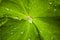 Closeup of clear waterdrops causght on hairy garden flower leaf