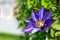 Closeup of clematis blossom