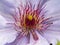 Closeup of a Clematis flower, Bernadine