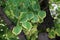 Closeup of a climbing hydrangea anomala miranda tree