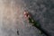 Closeup of a climbing spinach on a concrete column on a balcony with leaves and little cute and beautiful blossoms. Self made of a