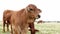 Closeup clip of a cute brown calf in pasture on a cloudy day, looking at the camera and walking away. Beef cattle livestock
