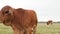 Closeup clip of a cute brown calf in pasture on a cloudy day, looking cautiously at the camera. Beef cattle livestock