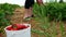 Closeup clip of a full white plastic pail of red ripe fresh strawberries in foreground with a woman picking berries.