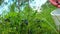 Closeup clip of a mans hand picking delicious ripe wild blueberries, Vaccinium byrtillus.