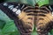 Closeup of Clipper Butterfly on a Leaf