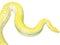 Closeup and clop giant gold boa snake isolate on white background