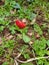 Closeup on Close Red Anemone, Winter Nature Photo