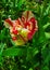 Closeup of a closed pastel rainbow-colored parrot tulip