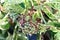 Closeup of closed virginia creeper flower buds against variegated leaves