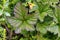 Closeup of cloudberry leaves growing among other plants