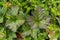 Closeup of cloudberry leaves growing among other plants