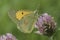 Closeup on a clouded yellow, Colias crocea on a purple clover flower with closed wings