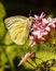 Closeup of a Cloudless Sulphur Butterfly on Cluster of Pink Flowers