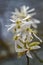 Closeup of a Cluster of Allegheny Serviceberry Flowers