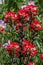 Closeup of a Cluster of Beautiful Delicate Indian Paintbrush