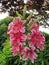 Closeup of a cluster of big blooming pink lilies and buds vertically growing on a tall stalk