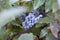 Closeup of cluster of blue berries of oregon grape