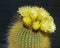 Closeup of a Cluster of Bright Yellow Golden Ball Parodia Cactus