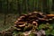 Closeup of a cluster of brown mushrooms in the forest.