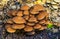 Closeup of a cluster of chestnut brittlestem mushrooms, common fungi specie from Europe