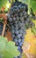 A closeup of a cluster of dark wine grapes at a California vineyard.