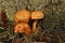 Closeup on a cluster of emerging orange brown spectacular rustgill mushroom, on the forest floor