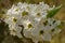 Closeup of a Cluster Flowering Cherry Blossoms