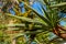 Closeup of the cluster of green dates. Madeira island