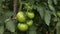 Closeup of cluster of green unripe tomatoes hanging on bush, growing in commercial hothouse