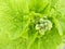 Closeup of a cluster of hollyhock buds and leaves at a garden