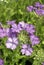 Closeup of a Cluster of Lavender-pink Verbena Flowers