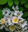 Closeup of a Cluster of Multiflora Rose Wildflowers