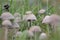Closeup of a cluster of mushrooms of grassy field