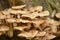 Closeup of a cluster of mushrooms growing on a tree trunk