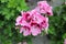 Closeup cluster of pink geranium flowers in bloom