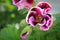 Closeup cluster of pink geranium flowers in bloom