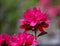 Closeup of a Cluster of Red Azalea Wildflowers