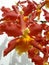 Closeup on a cluster of red orchids