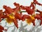 Closeup on a cluster of red orchids