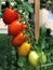 Closeup of cluster of tomato fruits in different colours