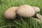 Closeup on a cluster of weeping widow mushrooms, Lacrymaria lacrymabunda in a garden lawn