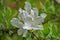 Closeup of Cluster of White Azalea Wildflowers