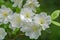 Closeup of a Cluster of White Azalea Wilflowers