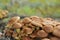 Closeup of a cluster of wild brown mushrooms on a forest floor