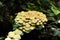 Closeup of a cluster of wild yellow mushrooms on a forest floor