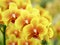 Closeup cluster of yellow orchids with blurred background