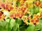 Closeup cluster of yellow orchids with blurred foreground and ba