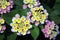 Closeup of clusters of Lantana camara \\\'Pink Caprice\\\'