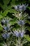 Closeup of clusters of purple thistles